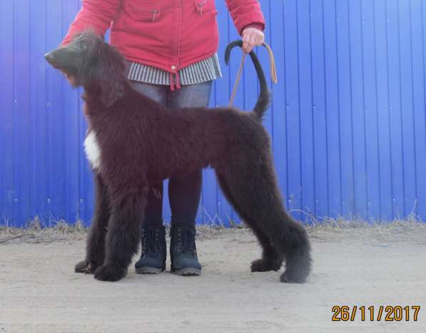 Молодой кобель афганской борзой в Чите фото 11