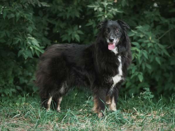 Весёлая, ласковая Чукча ищет семью в Москве фото 79