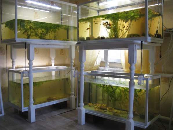 Акваферма, много аквариумов, не дорого в Самаре фото 5