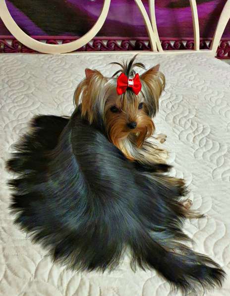 МИНИ ЙОРШИРЕНОК ПОДРОЩЕННЫЙ