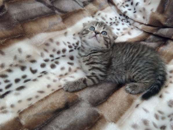 Котята в Челябинске фото 9