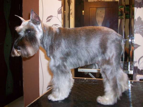 Стрижка собак в фото 14