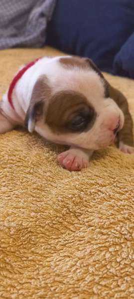 Шикарный рыжий мальчик аст резерв ркф в Москве фото 13