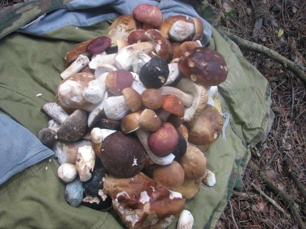 Свежие белые грибы, молодые подосиновики и подберезовики в Ярославле фото 4