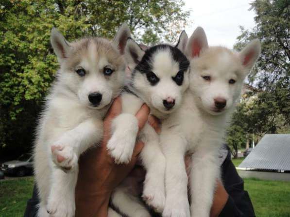Красивые щенки хаски