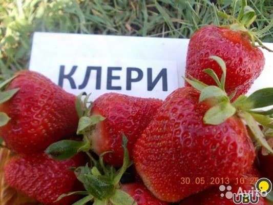 Рассада клубники (виктории) в Кемерове фото 11