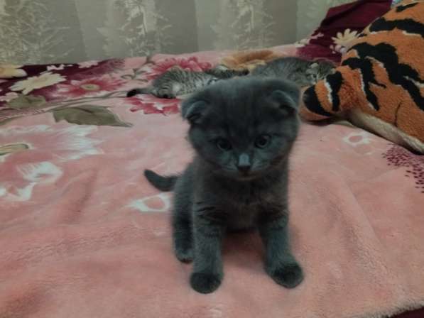 Котята в Туле фото 18