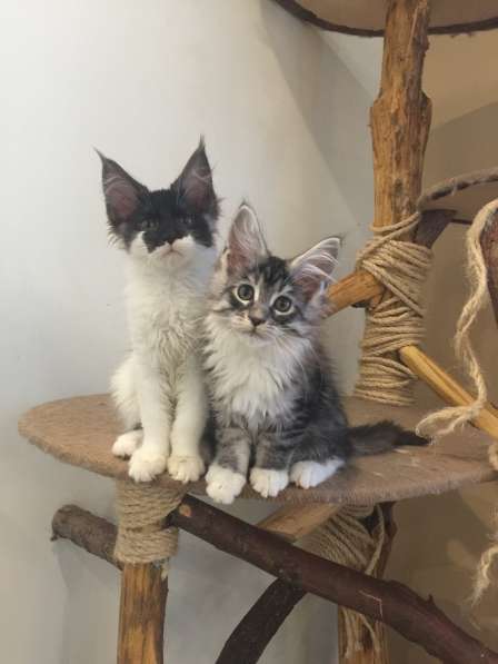 Котята Мейн Кун в Самаре фото 17