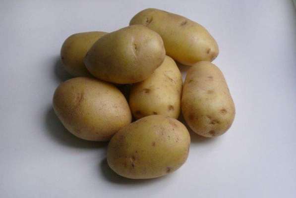 Продажа реального бизнеса по производству картофеля