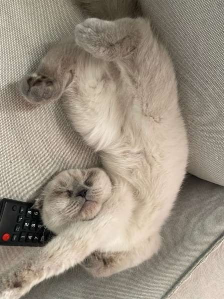 Замечательный котёнок девочка в 