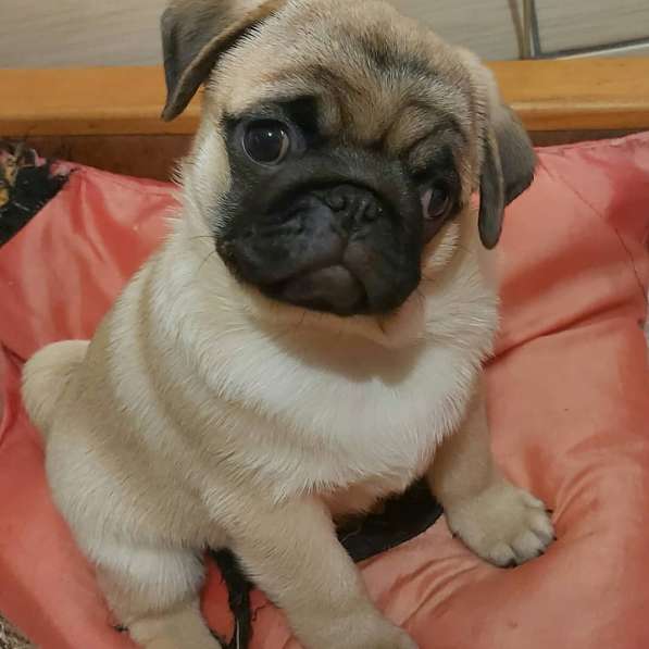 Щенки мопса в Калининграде