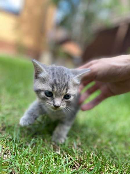 Котята в добрые руки в Батайске фото 7