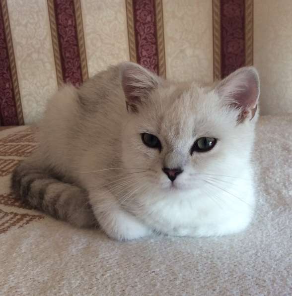 Британский клубный котенок серебристая шиншилла шоу класс в Москве