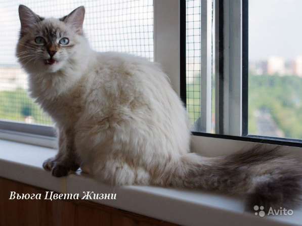 Сибирские котята различных окрасов в Москве фото 6