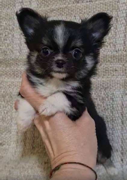 Chihuahua. Mini girl