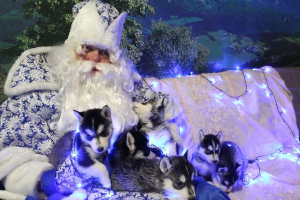 Щенки Сибирский хаски в Санкт-Петербурге фото 12