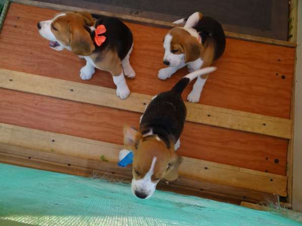 Продаются щенки бигля в Волгограде фото 7