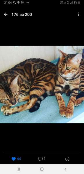 ЧИСТОПОРОДНЫЕ БЕНГАЛЯТА