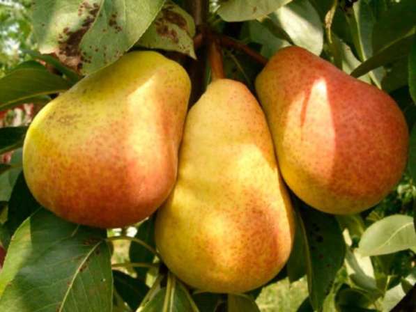 Саженцы яблони и груши оптом и в розницу в Подольске фото 3