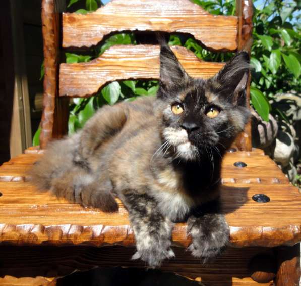 Апельсинки к Новому Году в Рязани фото 127