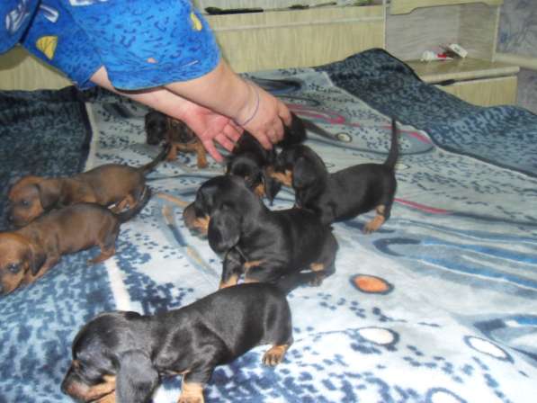 Породистые щенки карликовой таксы в Саратове фото 21