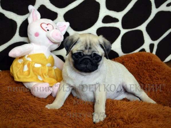 Щенки мопса в Самаре, РКФ в Самаре фото 8
