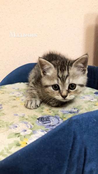 Милые шотландцы ищут своих хозяев ! в Санкт-Петербурге фото 18