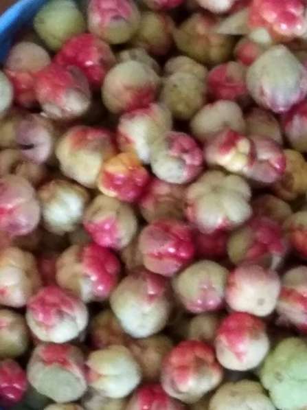 Продам ягоды морошку 3литра 1200рублей в Череповце фото 3