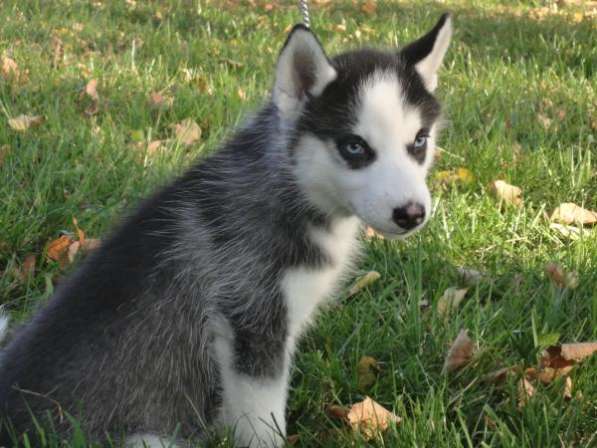 Маленькая Маркиза в Москве фото 3