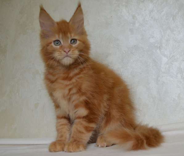 Котята мейн-кун в Москве фото 12