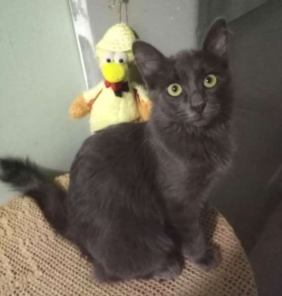 Котенок в добрые руки. Ласкушка Кирюша в Москве фото 13