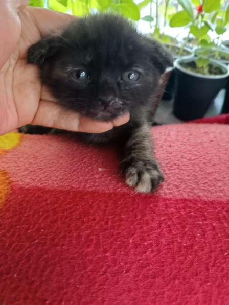 Котята от вислоухой кошечки