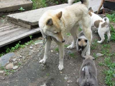 лайки щенки в Новокузнецке фото 3