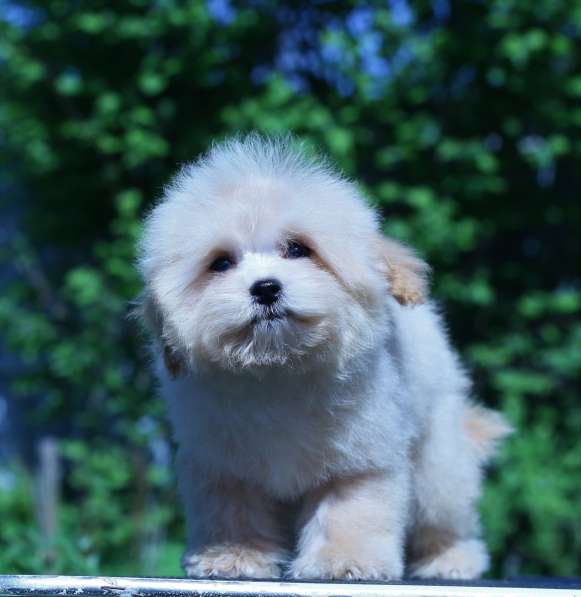 Мальтипу Ф1 щенки мини в Москве фото 7