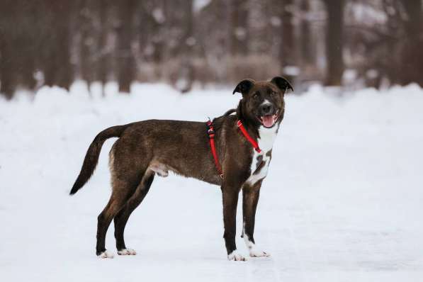 Собака в добрые руки в Москве фото 6
