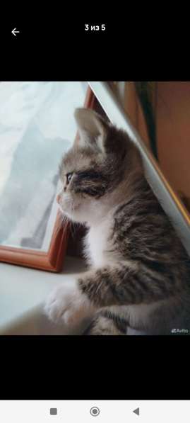 Умный котик в Химках фото 5