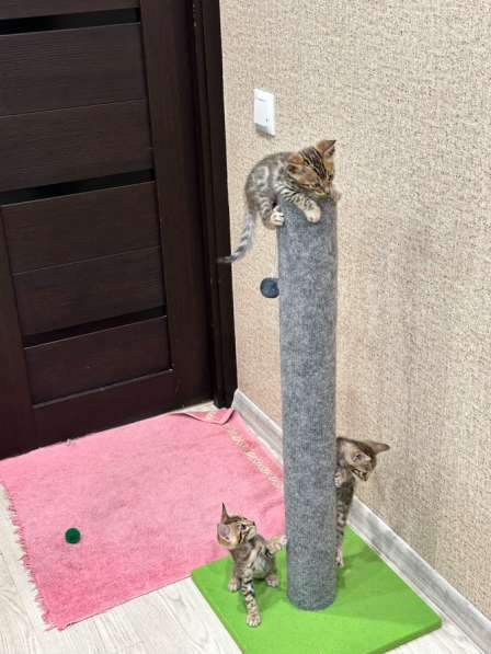 Котята бенгальские в Новокуйбышевске фото 4