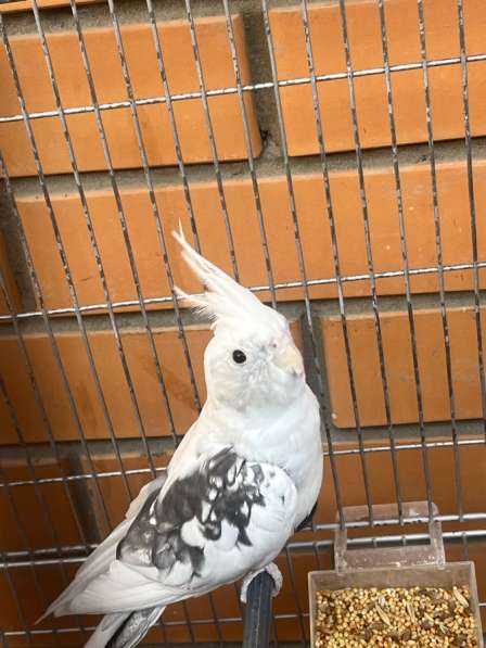 Попугай Корелла мальчик