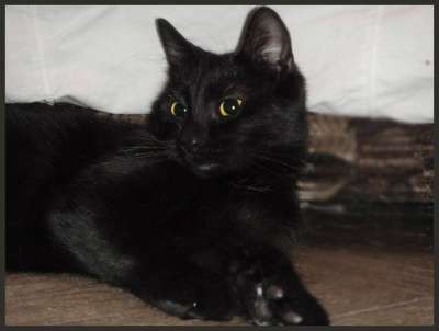 Отдам даром Девочка-шилопопик Бонита в Санкт-Петербурге фото 3