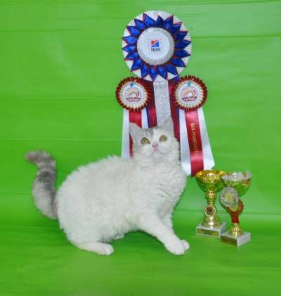 Молодой перспективный селкирк-рекс в Москве фото 4