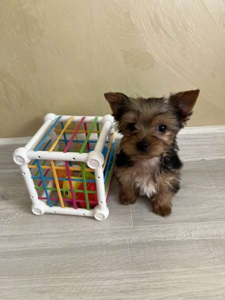 Йоркширский терьер мини в Геленджике фото 6