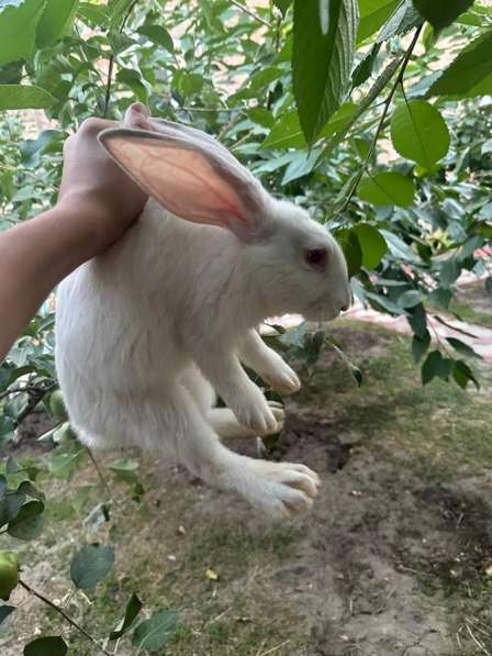 Кролики СОВЕТСКАЯ ШИНШИЛА в Хасавюрте