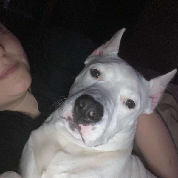 Продается стаффорширский терьер в Рязани