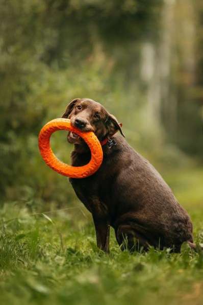 Метис лабрадора Валико ищет дом в Москве