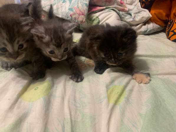 Отдам котят в хорошие руки в Верхней Пышмы