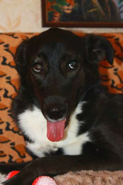 Отдам даром Моника - робкая, застенчивая собака в Санкт-Петербурге фото 5