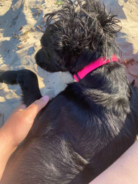 Собачка беня в Северодвинске фото 3