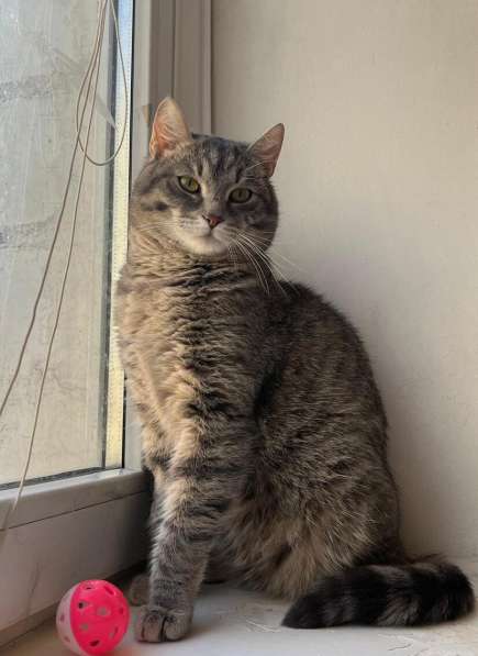 Князь Серебряный — котик Кисыч ищет дом в Москве фото 6