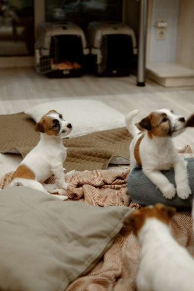 Щенок Джек Рассел терьер в Йошкар-Оле фото 4