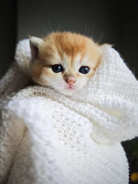 Британские котята в окрасе золотая шиншилла в фото 9